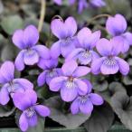 草花の苗宿根ビオララブラドリカ見元...