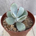 観葉植物/コチレドン：ふっくら娘2...