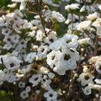 花木 庭木の苗 ギョリュウバイ 白花八重4号ポット