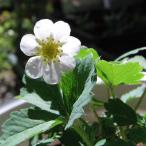  овощи. рассада /nou go клубника ( талант ..)3 номер pot 