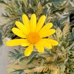 草花の苗 ユリオプスデージー フィリップス3号ポット 