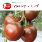 野菜の苗/イタリアントマト：マラ