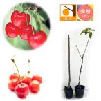 果樹の苗/サクランボ2種受粉樹セッ...