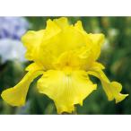 . цветок. рассада german Iris harvest ob память 3.5 номер pot 