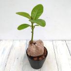 観葉植物 バーリングトニア（ゴバンノアシ） 4号