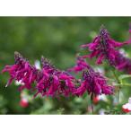 草花の苗サルビアイオダンタ3号ポット