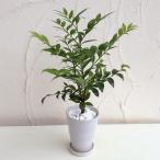 観葉植物/ギフトに 梛(ナギ)の木4号陶器鉢植え