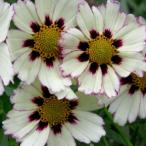 草花の苗/コレオプシス：スタークラ...