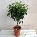 ショッピング観葉植物 観葉植物/フィカス ベンジャミン・リッチ　スタンダード仕立て6号鉢植え