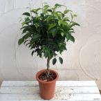観葉植物フィカスベンジャミン・リッ...