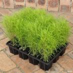 草花の苗/コキア3号ポット12株セット