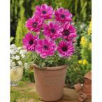 球根/アネモネ：八重咲き・桃25ml入り