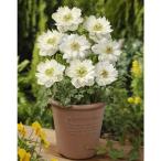 球根/アネモネ：八重咲き・白25ml入り