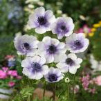 球根 アネモネ Amazon 楽天 ヤフー等の通販価格比較 最安値 Com