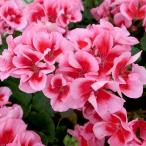 . цветок. рассада герань ka rio pe rose Splash 5 номер растение в горшке 