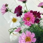草花の苗 コスモス ダブルクリック花色ミックス3号ポ