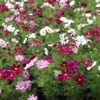 草花の苗 コスモス高性 センセーションミックス3号ポ