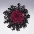 草花の苗ハボタン紅くじゃく3.5号ポット