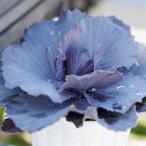 草花の苗ハボタンチタニウムシルバー...