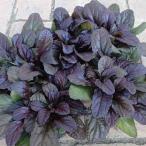 アジュガダークマホガニー2.5-3...