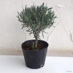 ハーブの苗ラベンダーグロッソスタン...