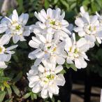 草花の苗イベリスブライダルブーケ3...