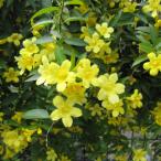 カロライナジャスミン5号鉢植え