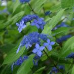 花木 庭木の苗 ヤマアジサイ カイキョウ（海峡）6号ポット