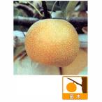 果樹の苗 ナシ（梨） 凛夏（りんか）4〜5号ポット