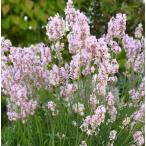  трава. рассада лаванда ( крыло lishu)hido пальто розовый 3~3.5 номер pot 