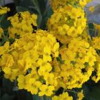 草花の苗宿根アリッサムサキサチレ3...