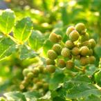  овощи. рассада / плоды зантоксилума ( reference ): Ultra виноград плоды зантоксилума 4 номер pot *