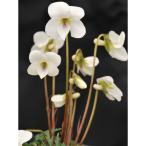 山野草の苗スミレヒゴスミレ2.5号...