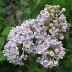  Hanaki садовое дерево. рассада lilac сирень wonder 4~5 номер pot 