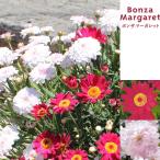 草花の苗ボンザマーガレットチェリー...