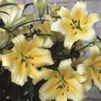 球根ユリオリエンタルリリーコンカド...