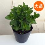  трава. рассада мята mo нагрев мята (i L Bab ena)4 номер pot 