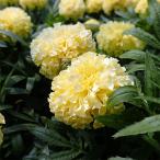 草花の苗マリーゴールドホワイトバニ...