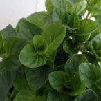  трава. рассада мята mo нагрев мята (i L Bab ena)3 номер pot 6 АО комплект 