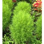 草花の苗/コキア3.5号ポット2株セット