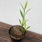 観葉植物/サマーセール ケレベラ4号鉢植え