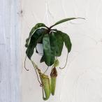 観葉植物ネペンテスダイエリアーナ7...