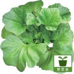 野菜の苗 26年8月下旬予約 おかのり 苗3号ポット*