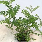 観葉植物/シマトネリコ3.5号ポット