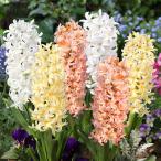 球根ヒヤシンスグラデーションマジッ...