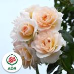 バラの苗つるバラシリウス大苗