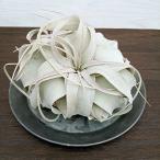 観葉植物/チランジア：キセログラフ...