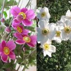 草花の苗 シュウメイギク（秋明菊） 2種（ダイアナ・白花一重）3号ポット2株…