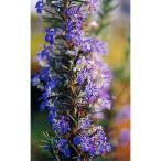  трава. рассада розмарин (..)sei Lem 3 номер pot 