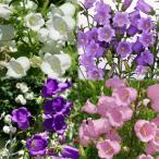 草花の苗/カンパニュラ・一重咲き花...